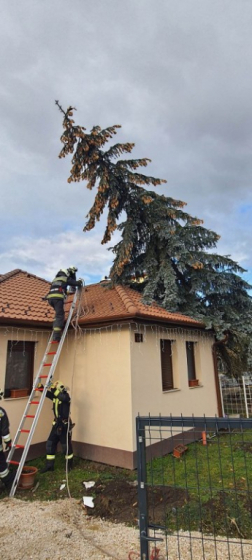 Fenyőfa dőlt egy lakóházra Komáromban