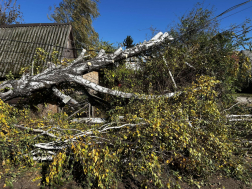 Úttestre és villanyvezetékre dőlt egy fa Oroszlányon