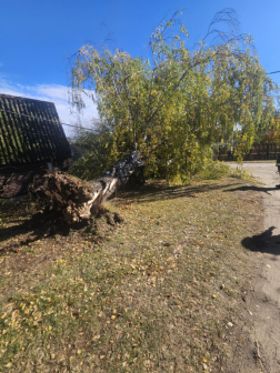 Úttestre és villanyvezetékre dőlt egy fa Oroszlányon