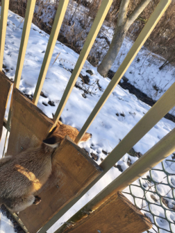 Szerencsétlenül járt rókán segítettek a tatabányai tűzoltók