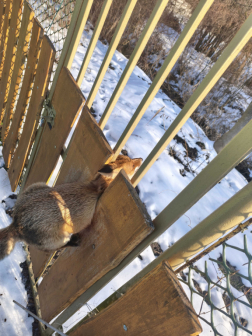 Szerencsétlenül járt rókán segítettek a tatabányai tűzoltók