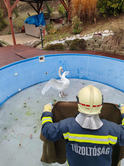 Hattyút mentettek