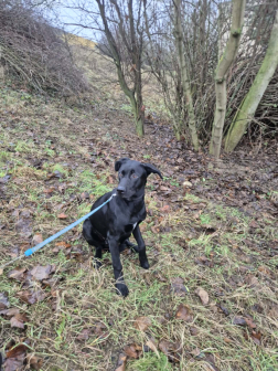 Gödörbe esett egy kutya