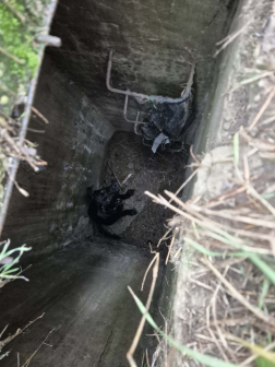 Gödörbe esett egy kutya