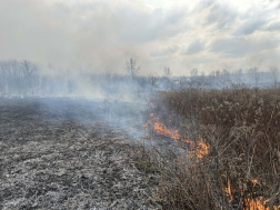 Hatalmas területen égett az aljnövényzet