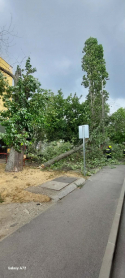 Kettétört egy fa Kömlődön
