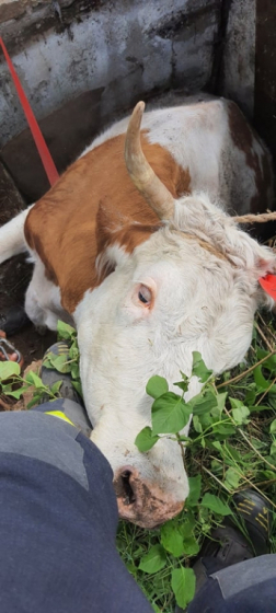 szarvasmarha mentés